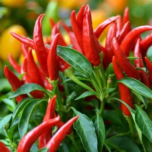 Pepper Valley Organic Fresh Red Chillies - Medium (500g) - Bundle