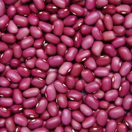 Harvest Direct Organic Premium Red Kidney Beans - Medium (500g)