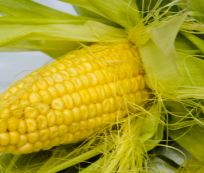 Fresh Harvest Organic Fresh White Maize - Large (5kg) - Pack