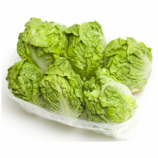 Premium Produce Grade A Premium Premium Iceberg Lettuce - Extra Large (2kg)