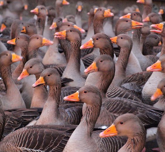 Premium Geese