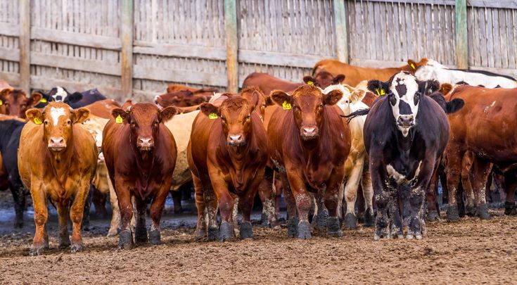 Frozen Cattle Species