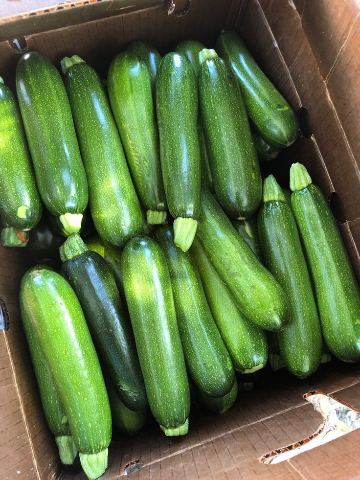 Frozen Zucchini Species