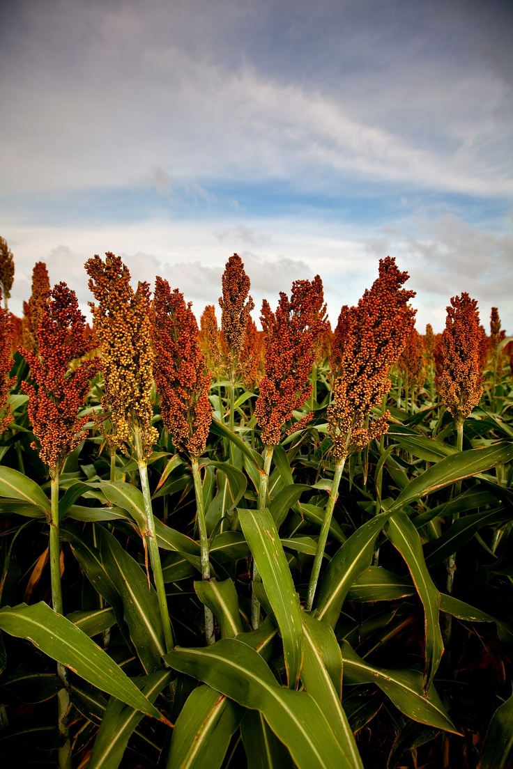 Frozen Sorghum Species