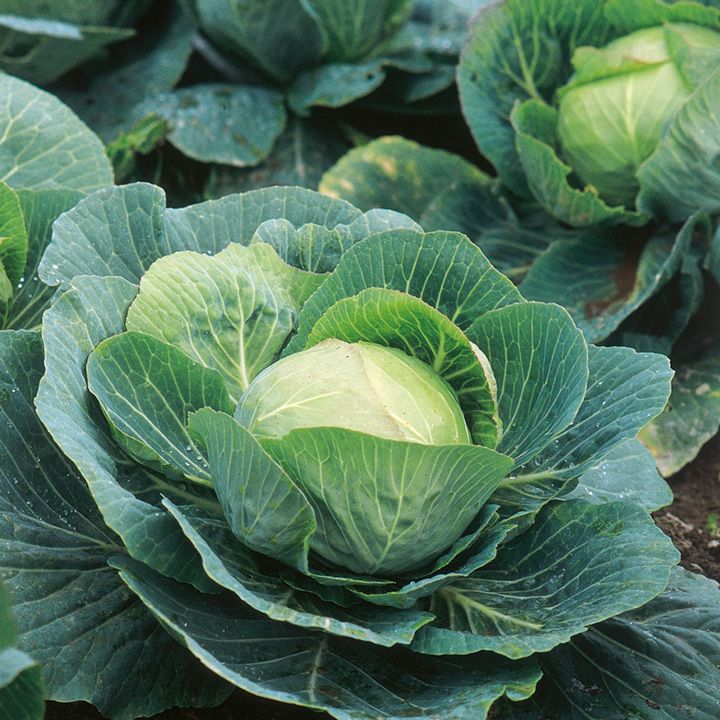 Cabbage Choice