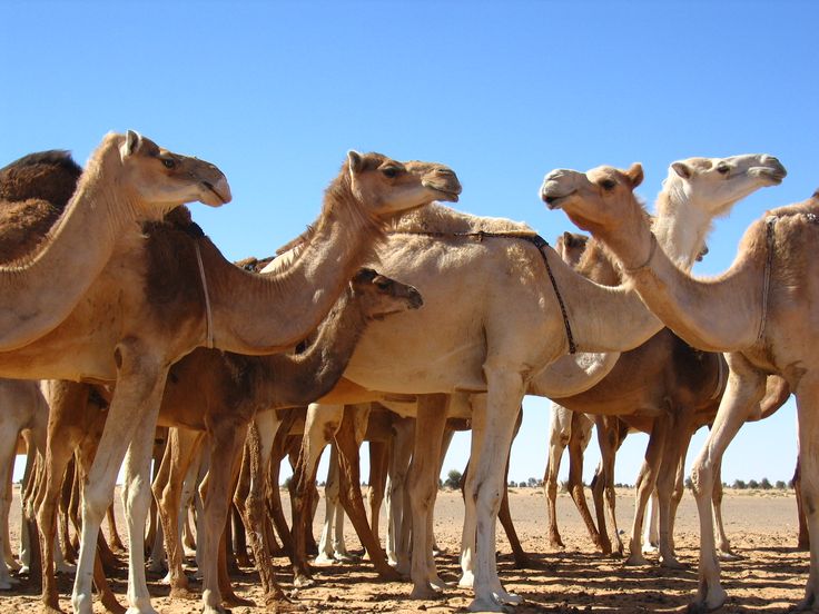 Camels - Dried 3