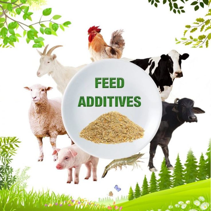 Animal Feed - Dried 3